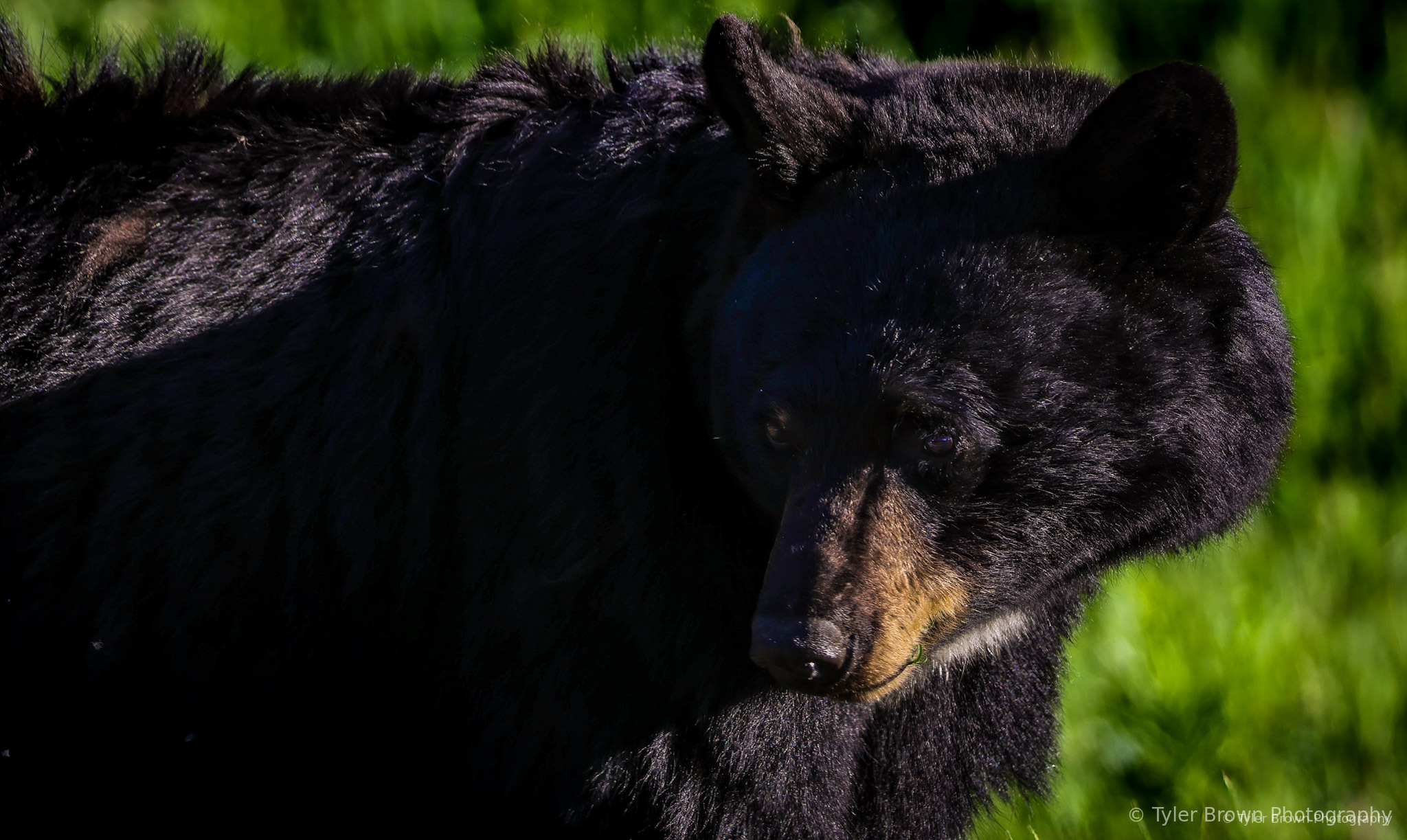 Bear in habitat