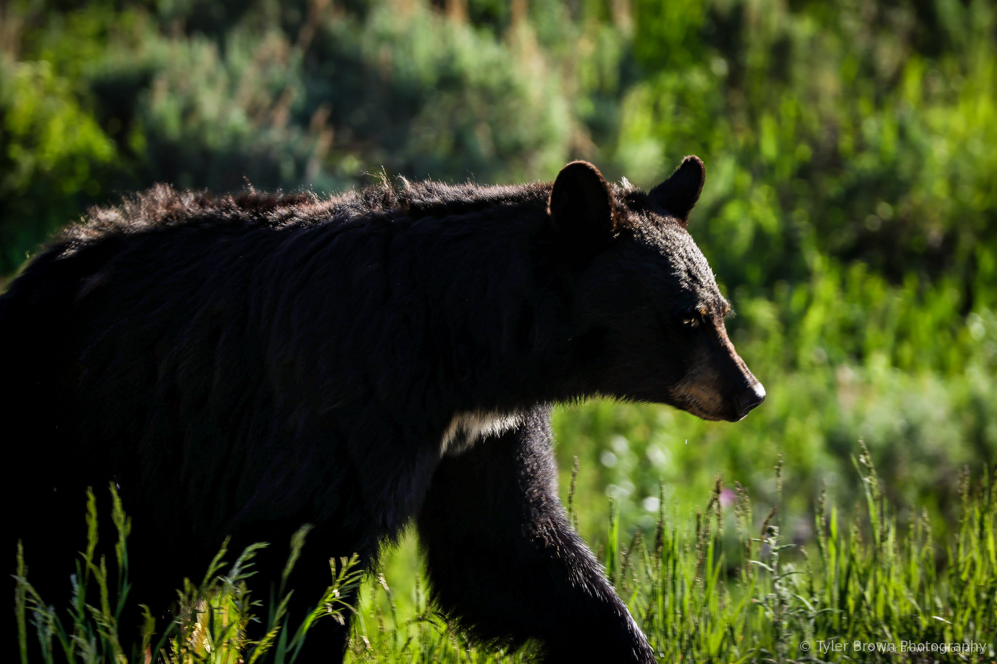 Bear foraging