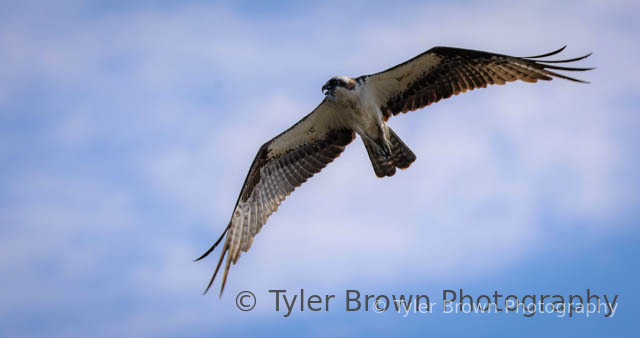 Bird perched