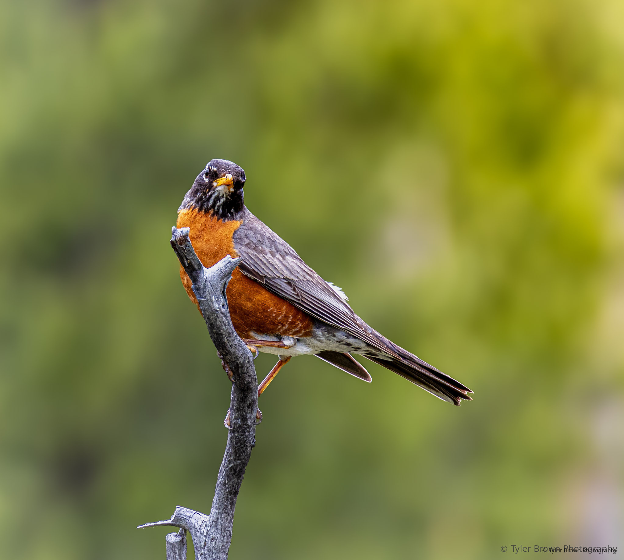 Bird on branch