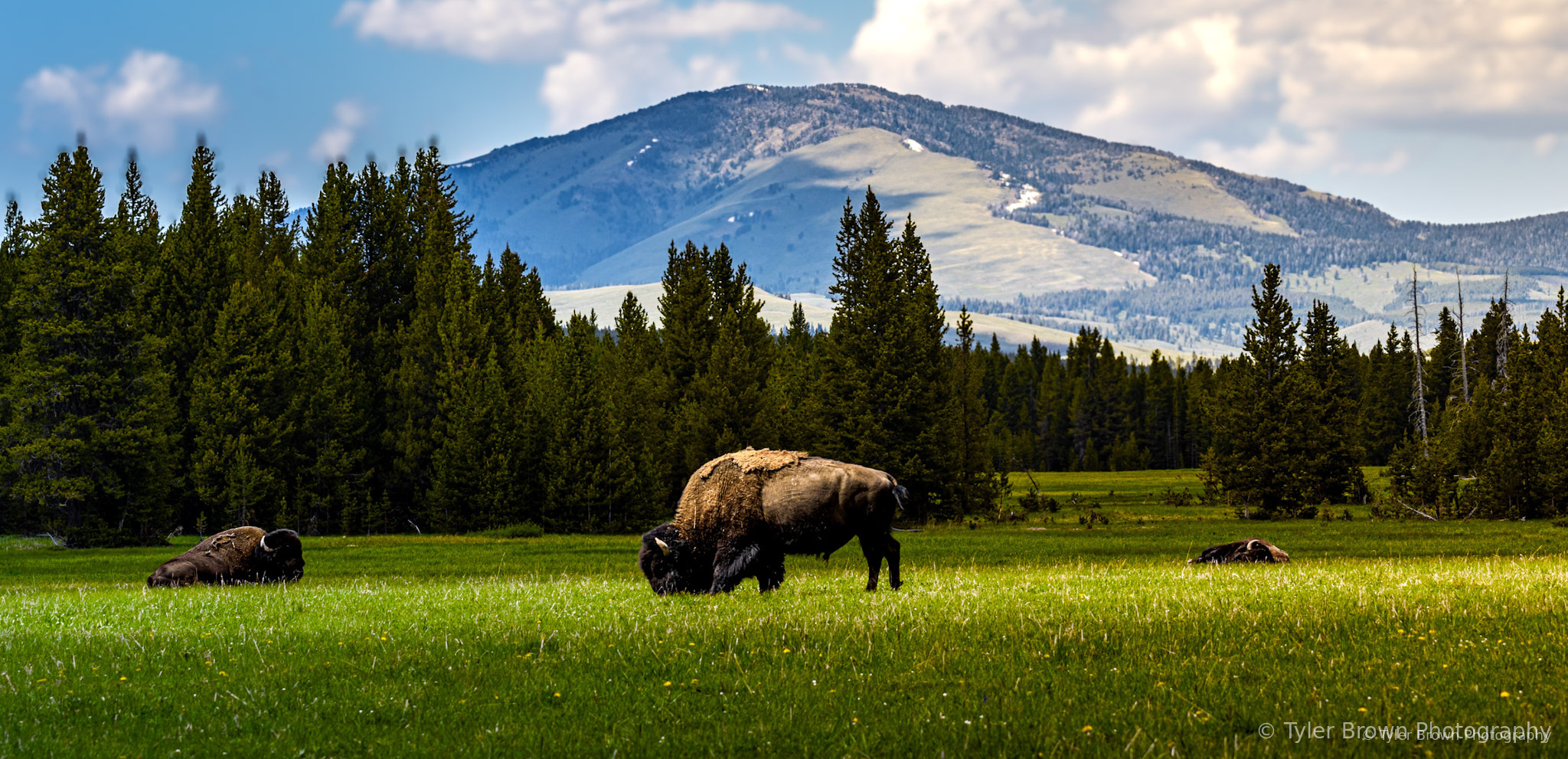 Bison in open field