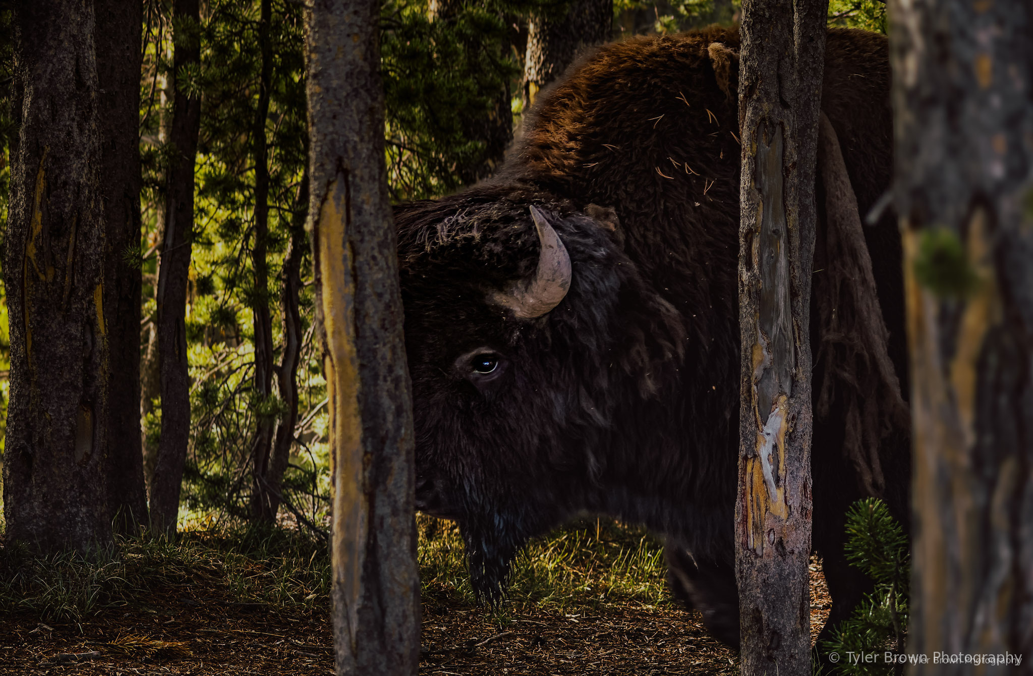 Bison in open field