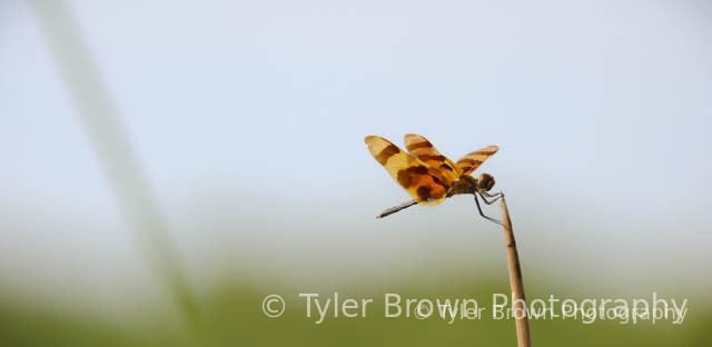 Insect macro
