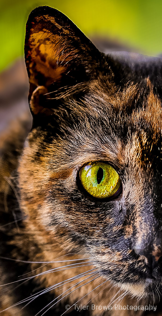 Wild cat resting