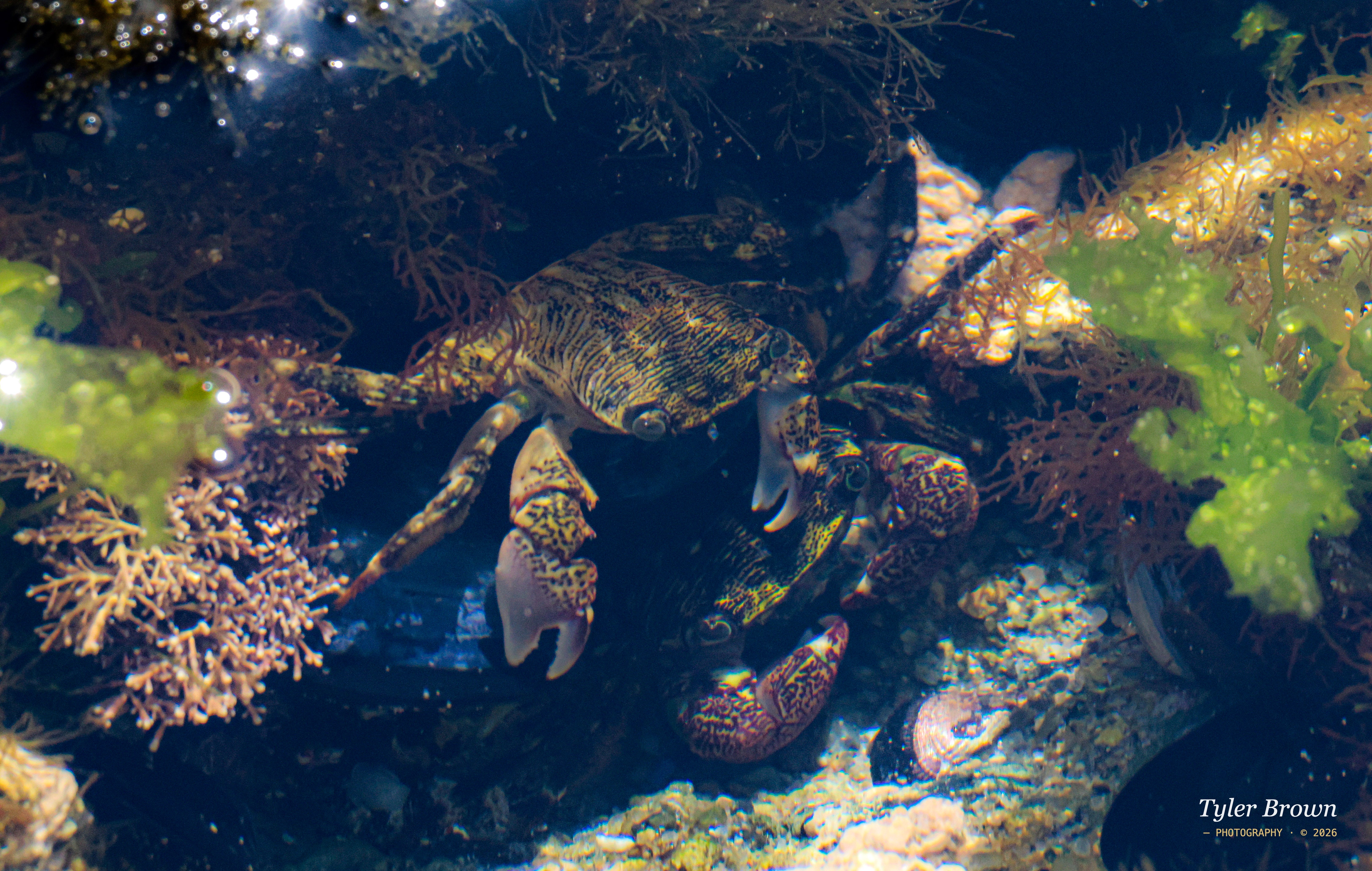 Crab on shore