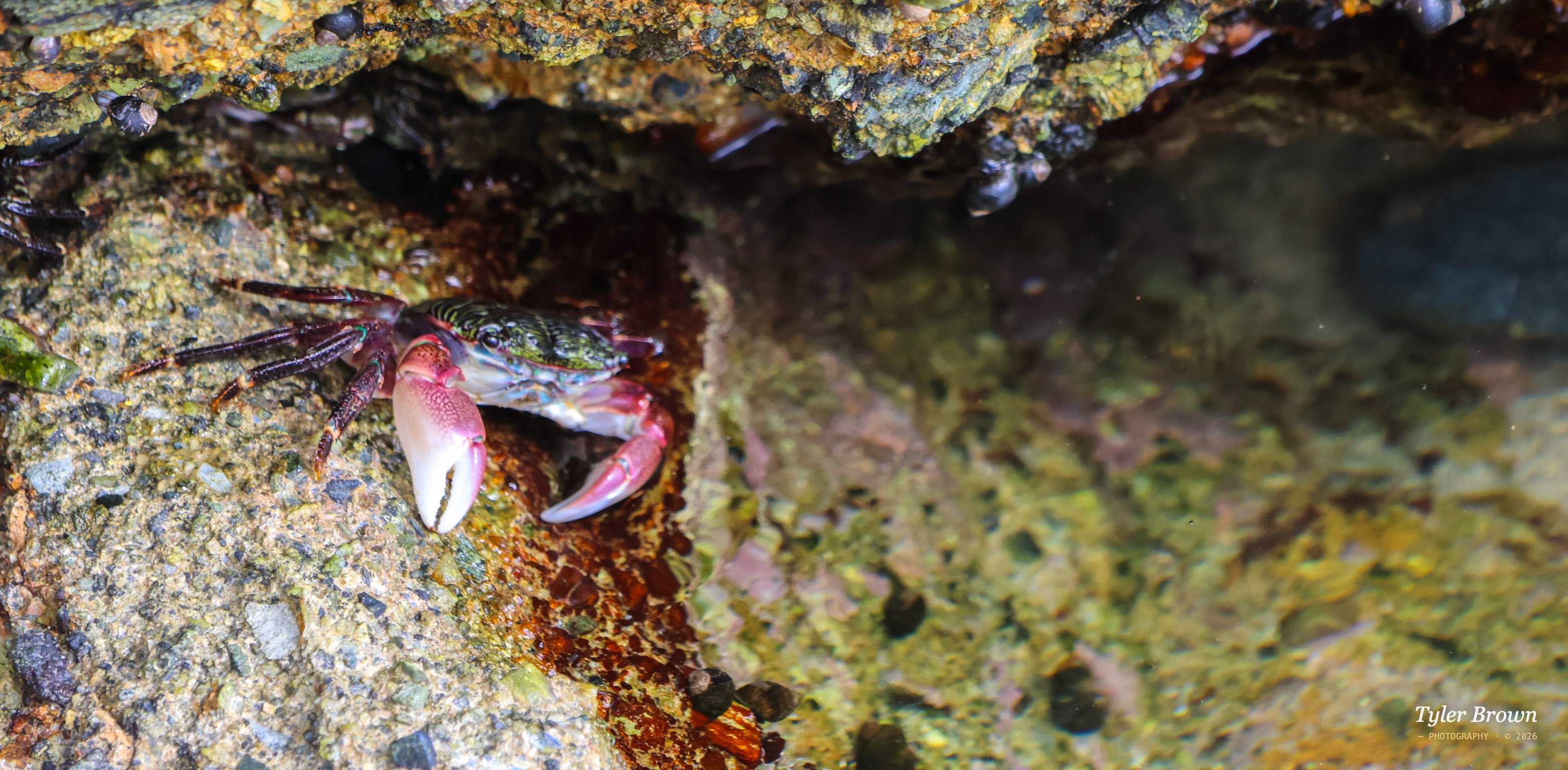 Crab detail