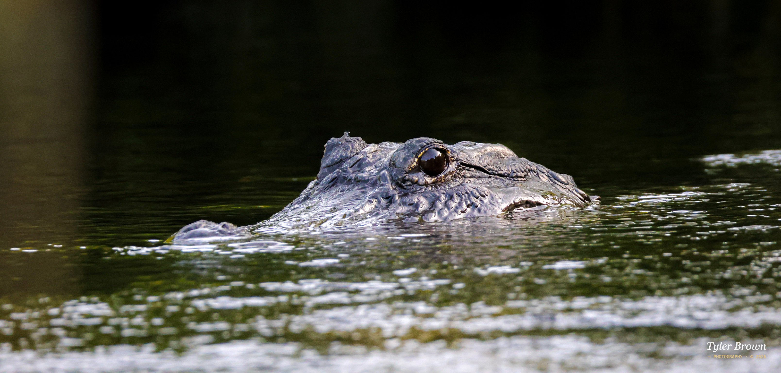 Crocodile basking