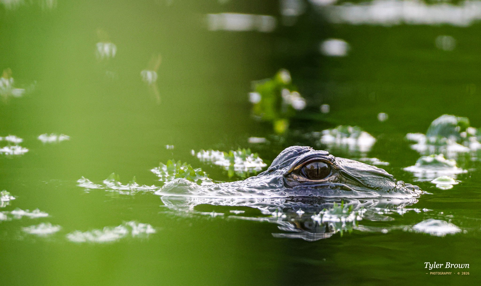 Crocodile close-up