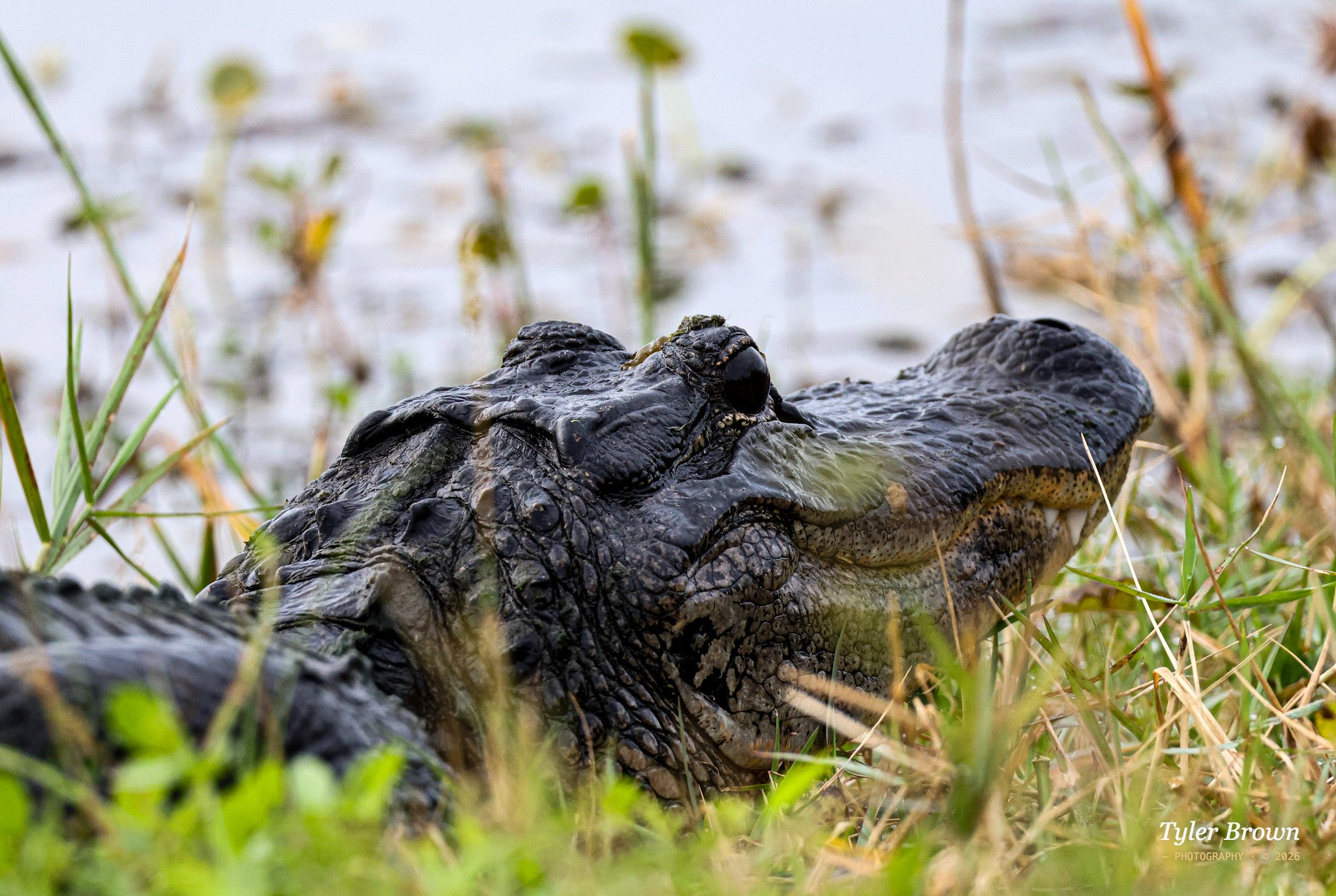Crocodile in water