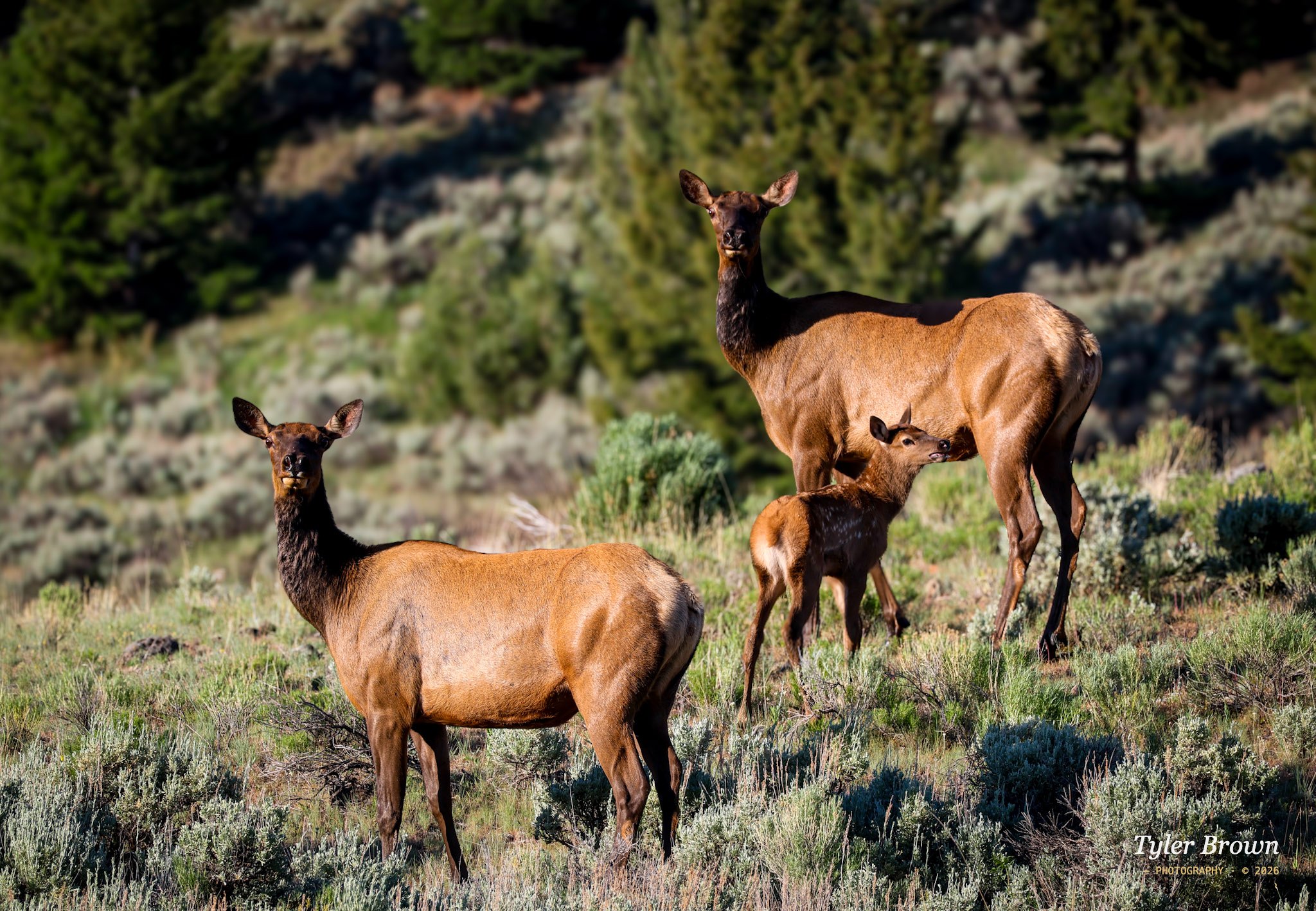 Deer in meadow