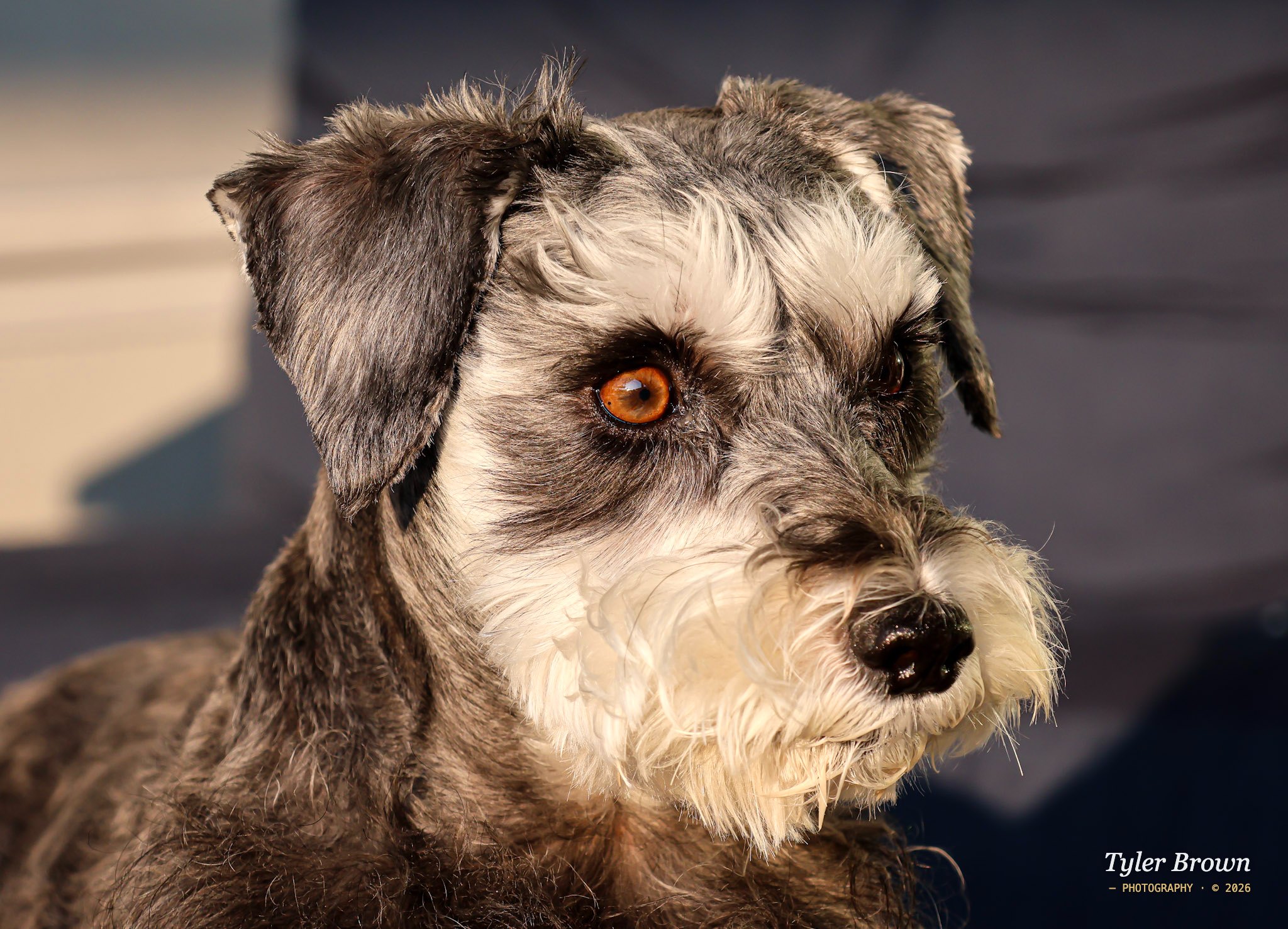 Dog portrait