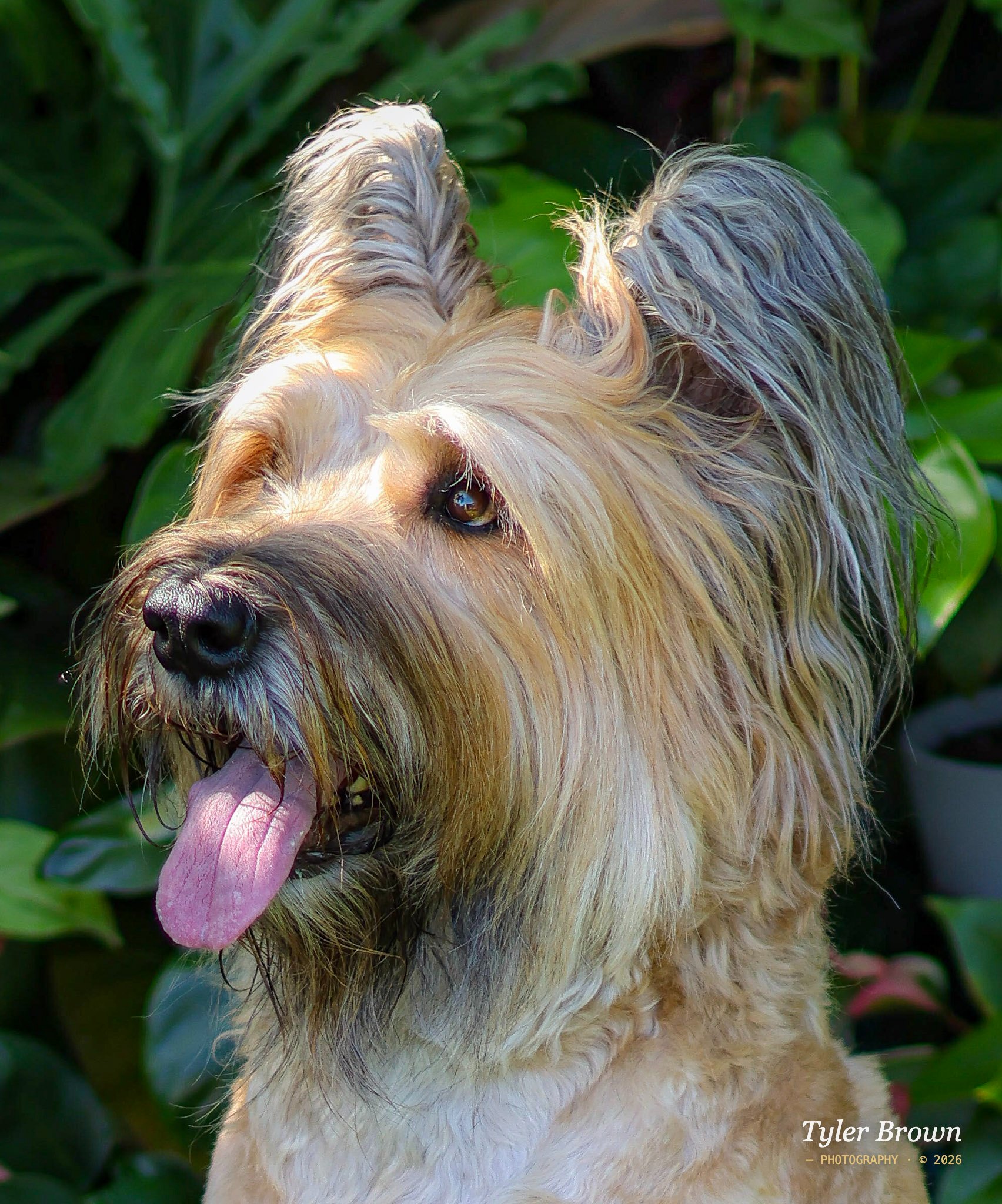 Dog outdoors