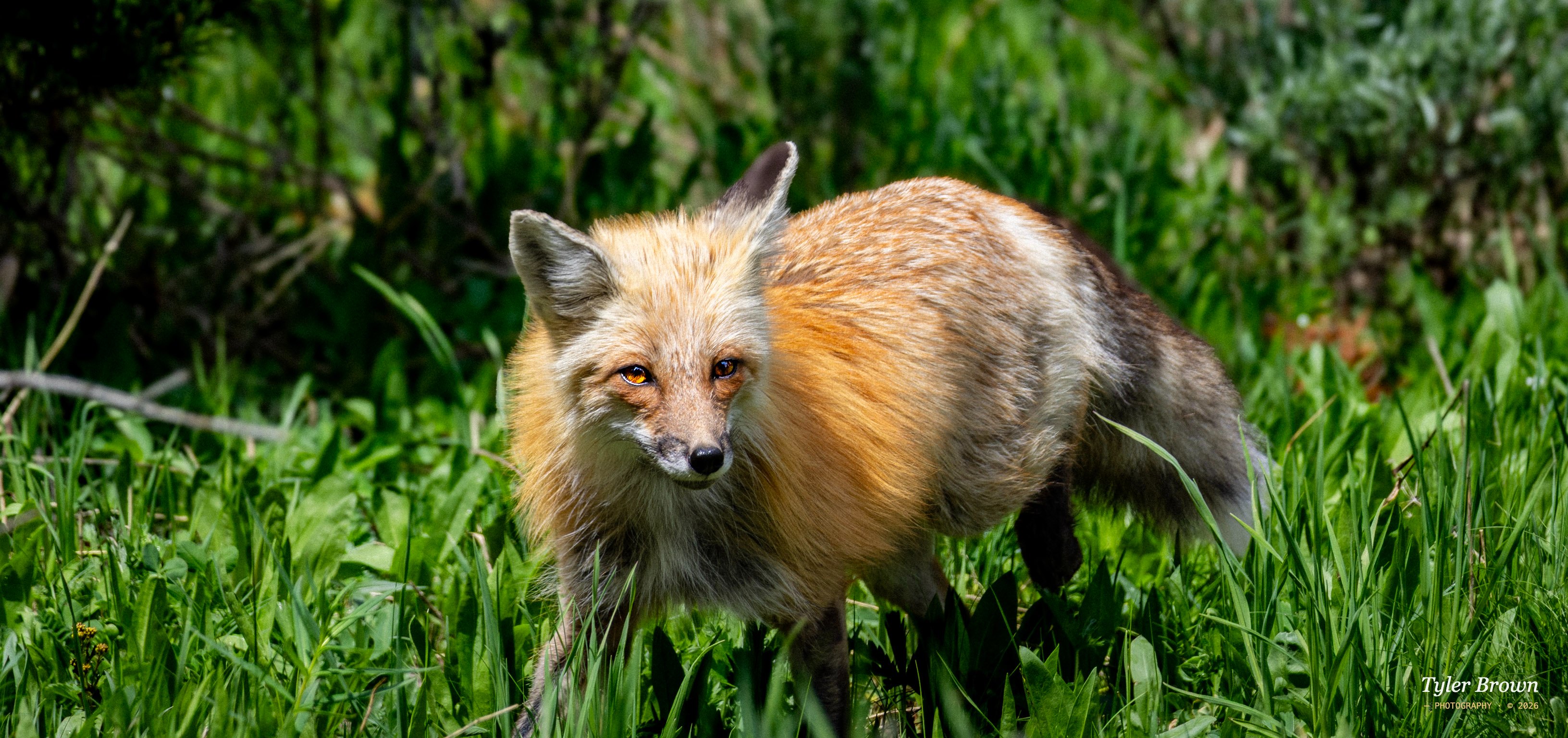 Fox in the field