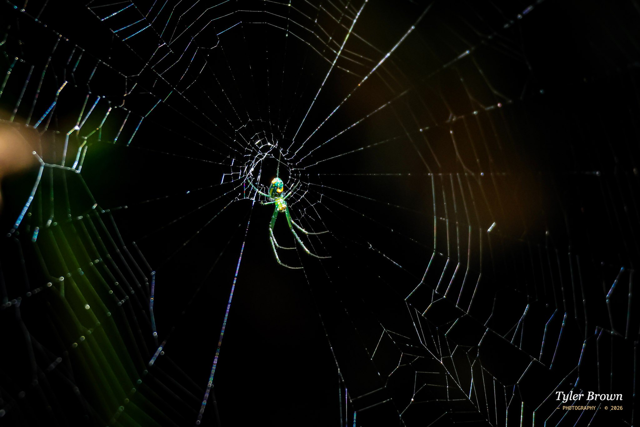 Spider in web